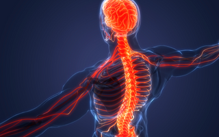 The Vagus Nerve: Anatomy and Core Functions - Pulsetto