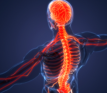 The Vagus Nerve: Anatomy and Core Functions - Pulsetto