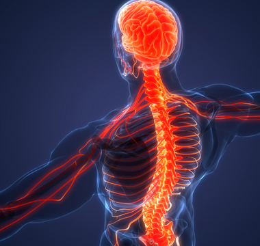 The Vagus Nerve: Anatomy and Core Functions - Pulsetto